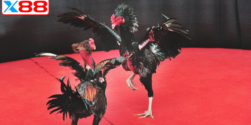 Các sảnh chơi đá gà có tại X88